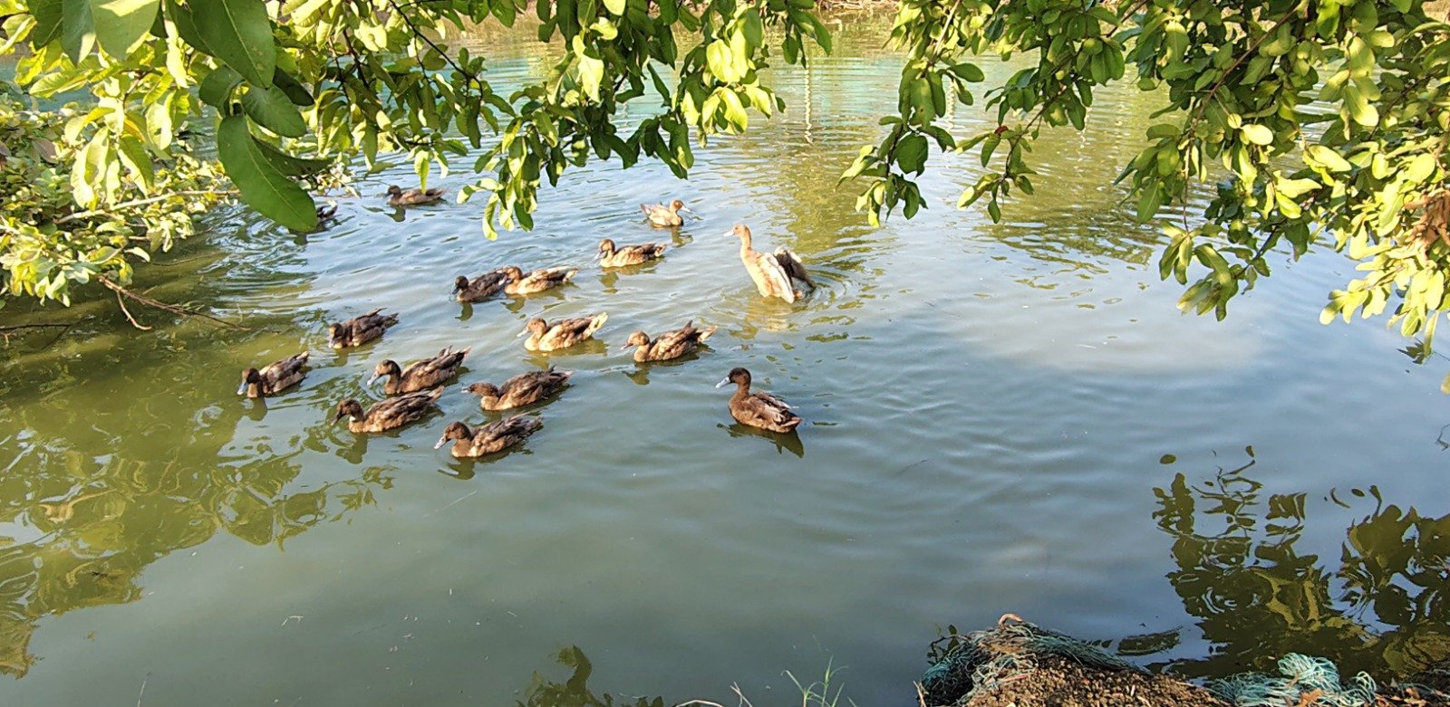 Krishi Vigyan Kendra Boudh